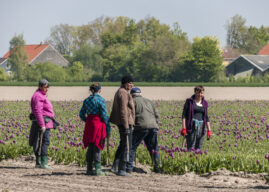 CPB: banenmarkt en economie bepalen verblijfsduur arbeidsmigrant