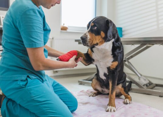 UWV: voegers, dierenartsassistenten en budgetconsulenten steeds kansrijker